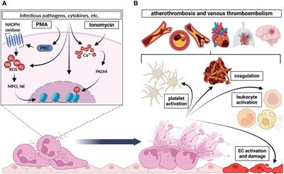 NET-(works) in arterial and venous thrombo-occlusive diseases